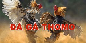 đá gà thomo