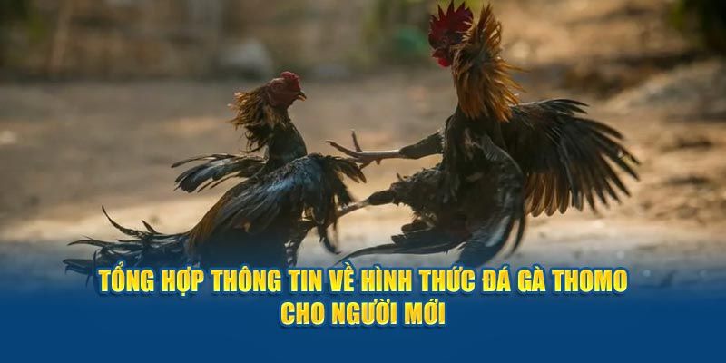 Các hình thức đá gà thomo phổ biến