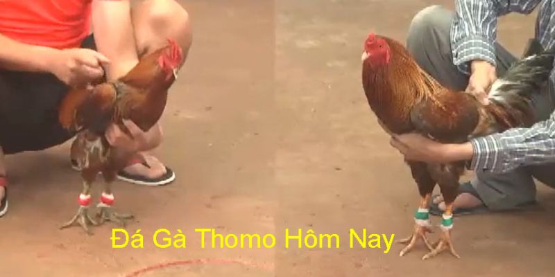 Luật chơi đá gà thomo tại 95VN